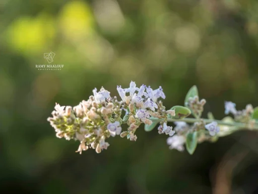 Clinopodium barbatum