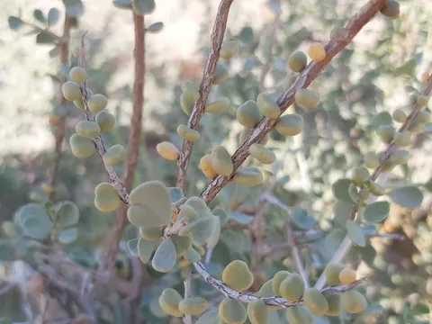نسب المصنف - غير تجاري 4.0 دولي (CC BY-NC 4.0)- i naturalist.