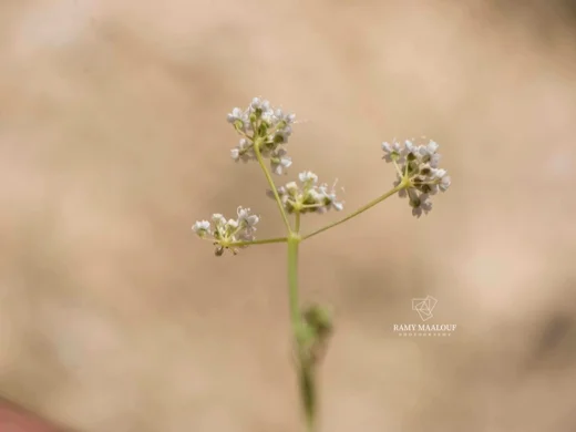 Pimpinella tragium
