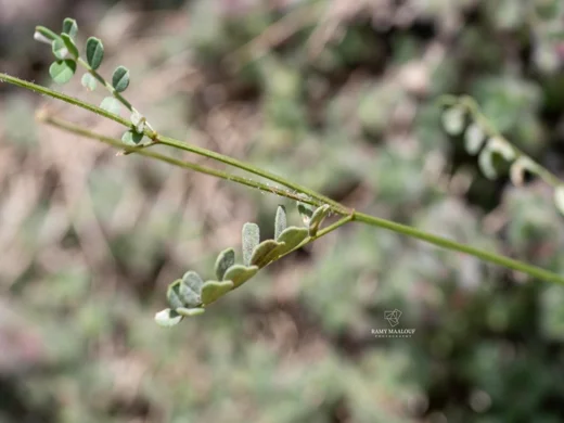 Coronilla libanotica