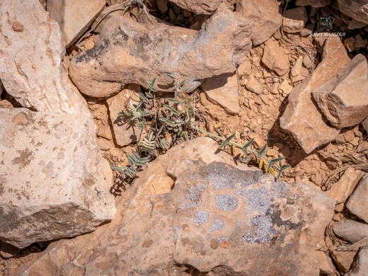 Hedysarum coelesyriacum