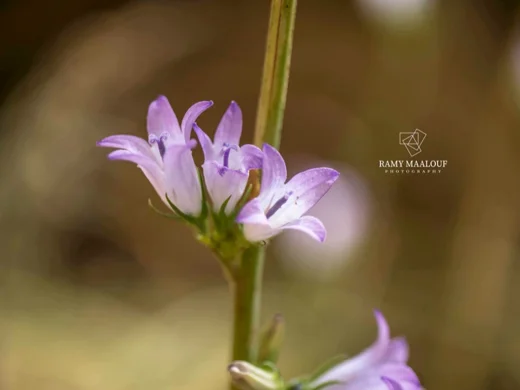 Campanula rapunculus subsp. lambertiana