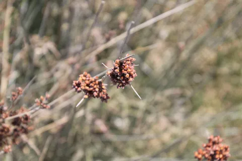 نسب المصنف - غير تجاري 4.0 دولي (CC BY-NC 4.0)- i naturalist.