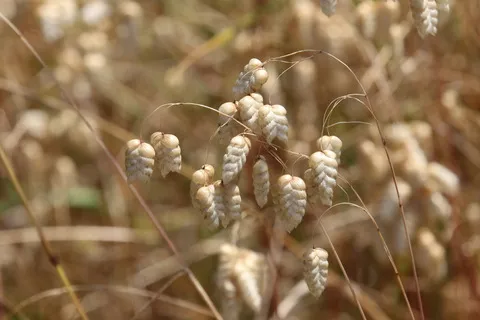 نسب المصنف - غير تجاري 4.0 دولي (CC BY-NC 4.0)- i naturalist.
