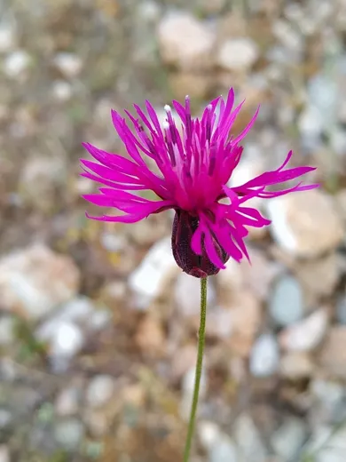 نسب المصنف - غير تجاري 4.0 دولي (CC BY-NC 4.0)- i naturalist.