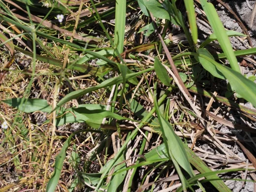 Alisma plantago-aquatica