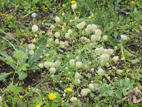 نسب المصنف - غير تجاري 4.0 دولي (CC BY-NC 4.0)- i naturalist.