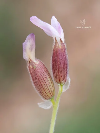 Astragalus coluteoides