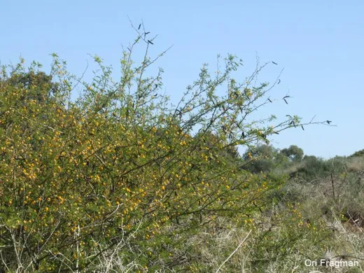 سنط عربي