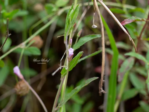 Epilobium tetragonum