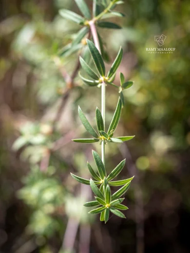 Rubia tenuifolia subsp. doniettii