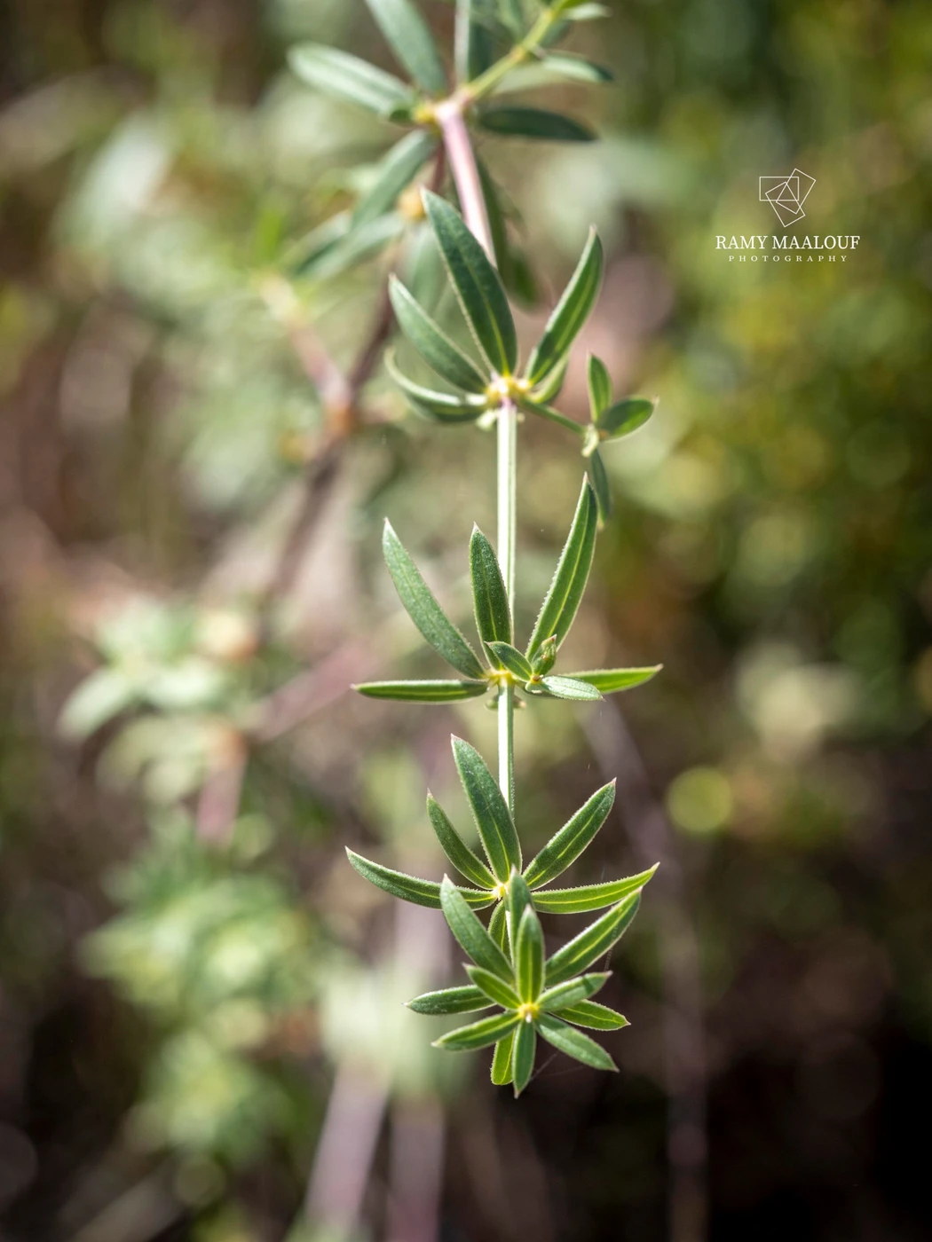 Rubia tenuifolia subsp. doniettii