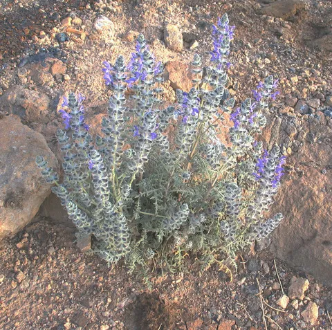نسب المصنف - غير تجاري 4.0 دولي (CC BY-NC 4.0)- i naturalist.