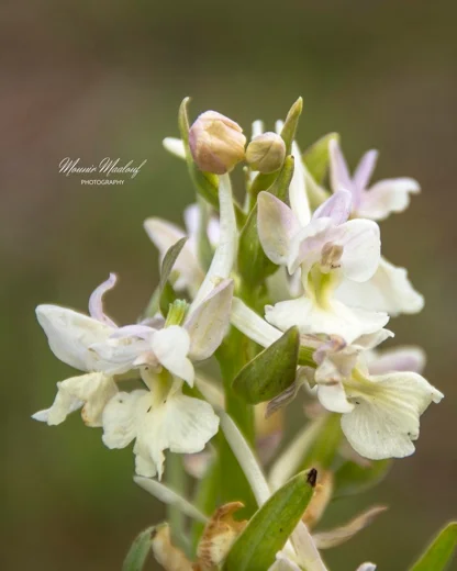 Dactylorhiza romana subsp. romana