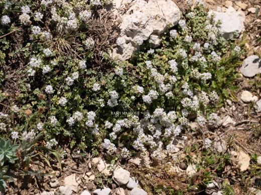 Ziziphora clinopodioides subsp. clinopodioides