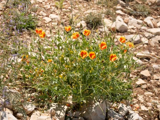Glaucium leiocarpum