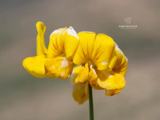 Hippocrepis emerus subsp. emeroides