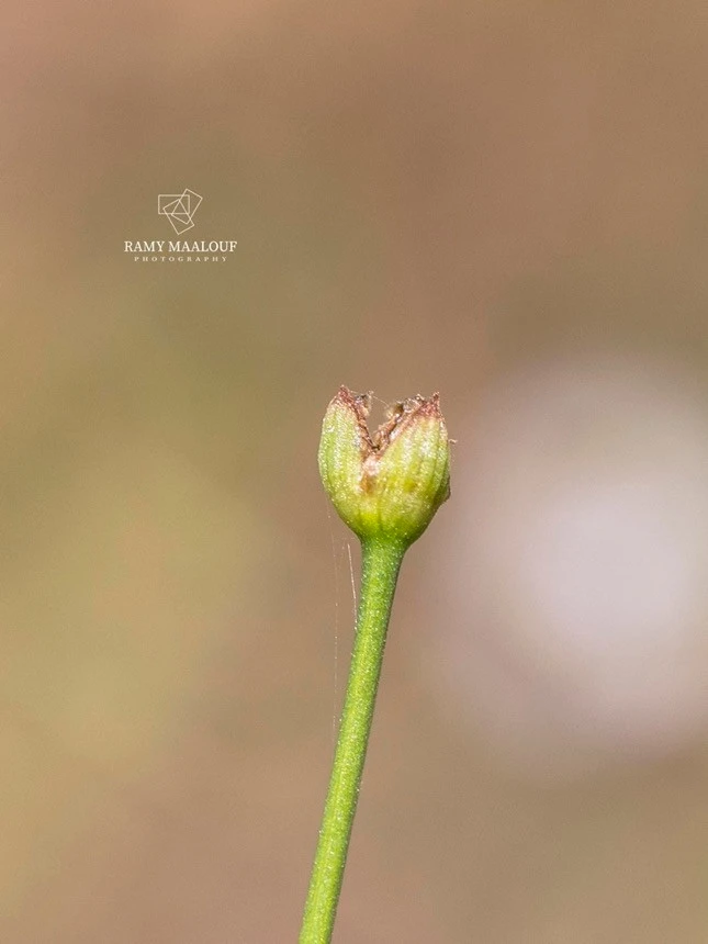 Alisma plantago-aquatica