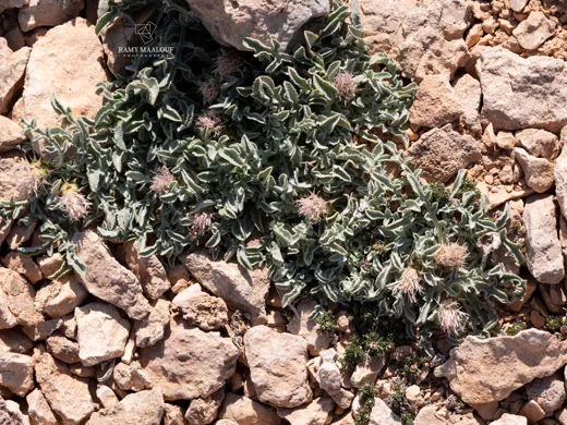 Myopordon pulchellum