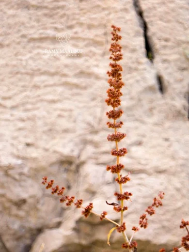 Rumex nepalensis