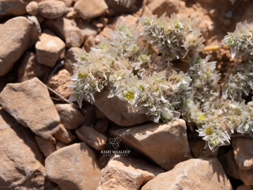Paronychia chionaea