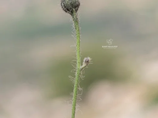 Hieracium schmidtii subsp. libanoticum