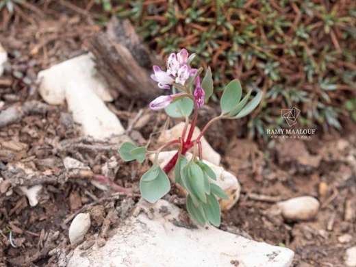 Corydalis erdelii