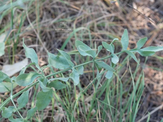 Heptaptera anisopetala