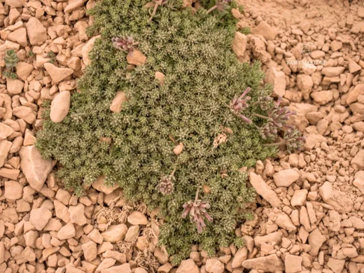 Asperula glomerata