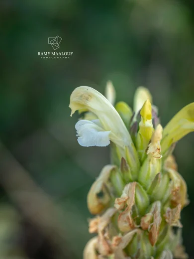 Pedicularis comosa