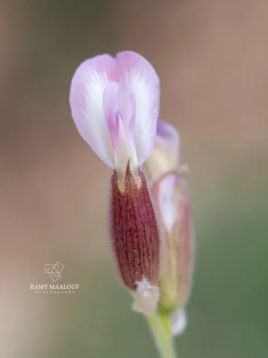 Astragalus coluteoides