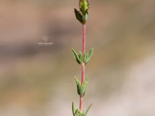 Hypericum stenobotrys