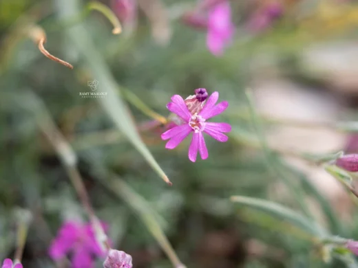 Silene pharnaceifolia
