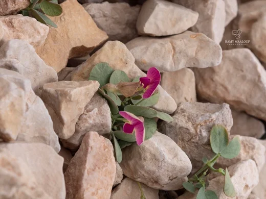 Lathyrus formosus