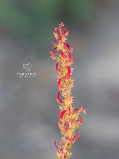 Rumex bucephalophorus