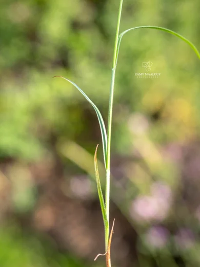 Carex pallescens