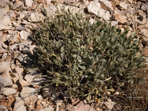 طردان نجمي الشعر