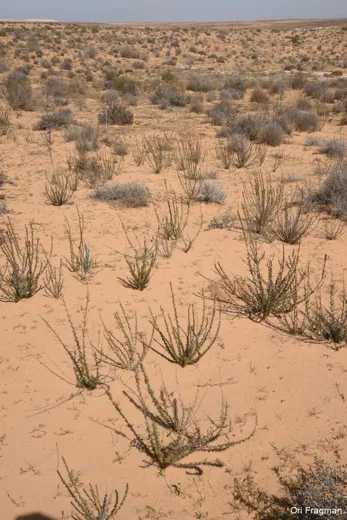 شيح