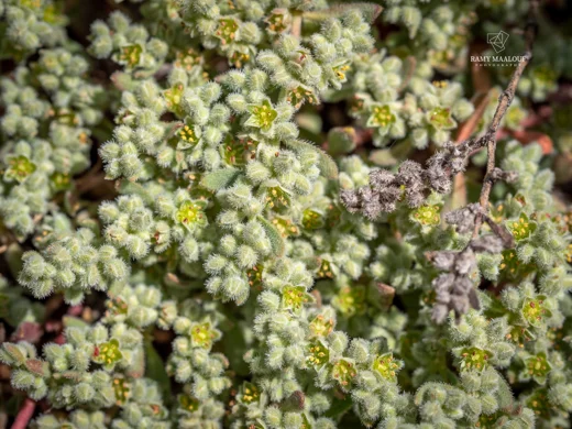 Herniaria incana