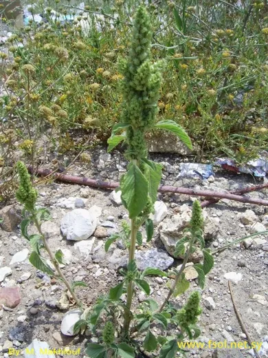 Amaranthus retroflexus