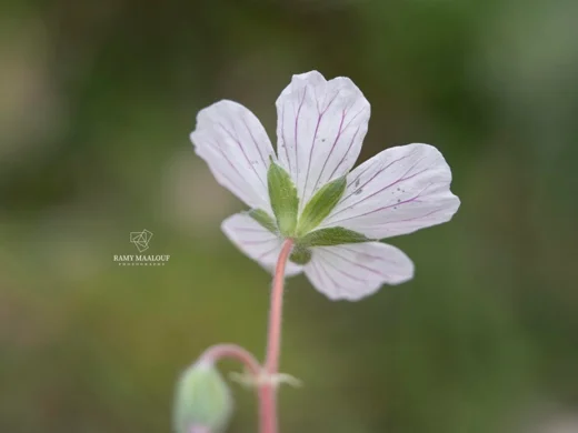 Geranium makmelicum