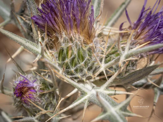 Cirsium leucocephalum subsp. hermonis