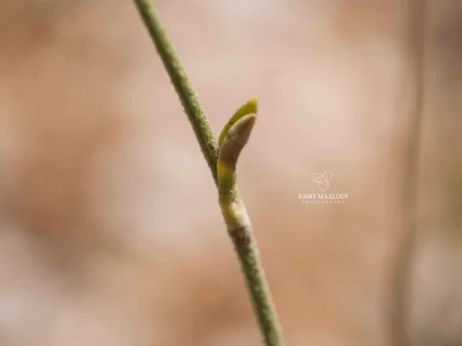 طردان نجمي الشعر