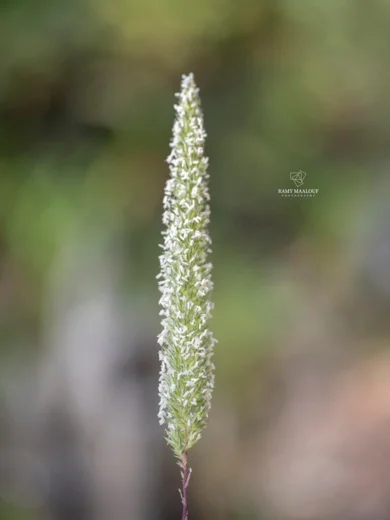 Phleum montanum