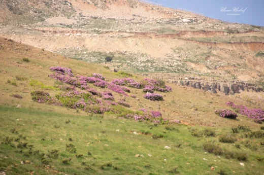 Rhododendron ponticum subsp. ponticum