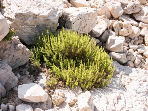 Satureja cuneifolia