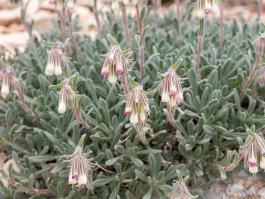 Onosma caerulescens