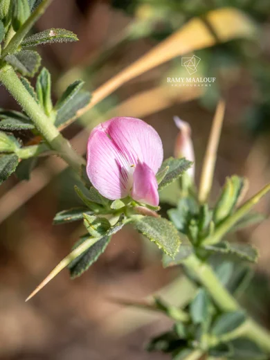 Ononis spinosa subsp. leiosperma