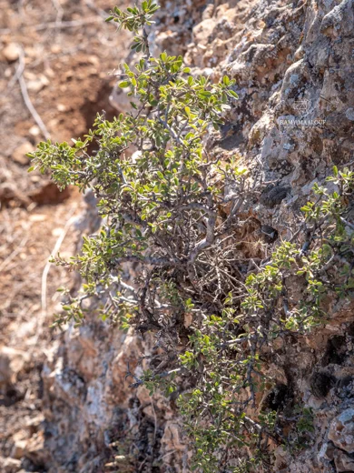 Rhamnus kurdica
