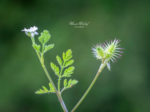 Orlaya daucoides